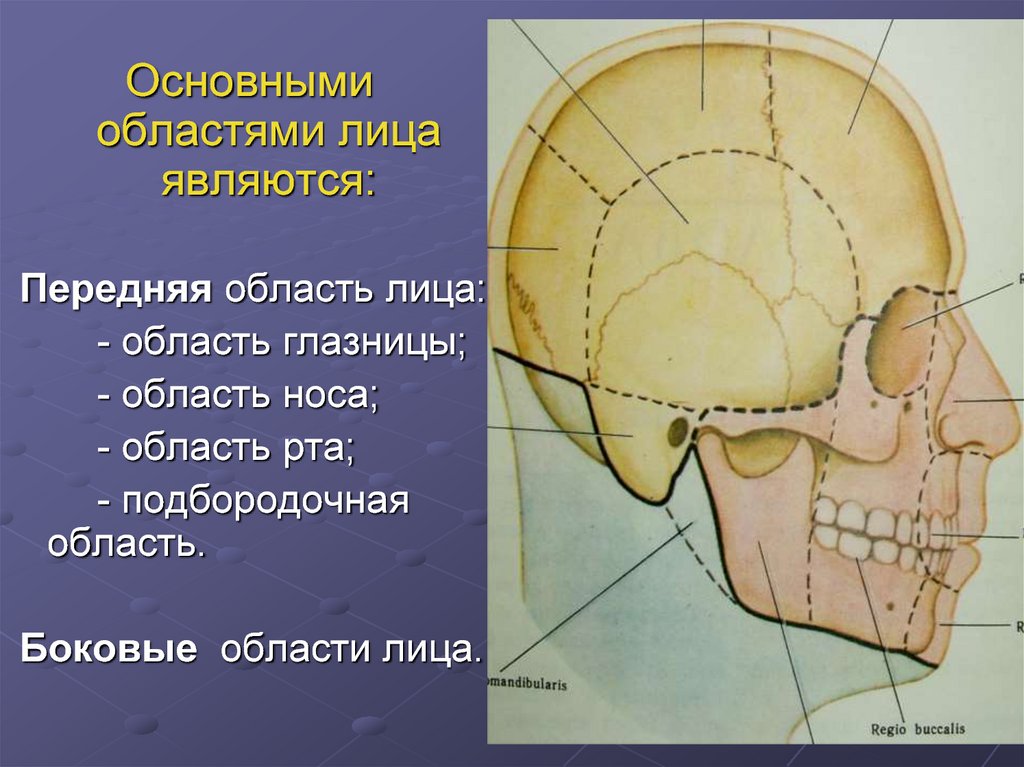 Отдел затылок. Области лицевого отдела головы топографическая анатомия. Границы лицевого отдела головы топографическая анатомия. Околоушно-жевательная область топографическая анатомия. Хирургическая анатомия лицевого отдела черепа.