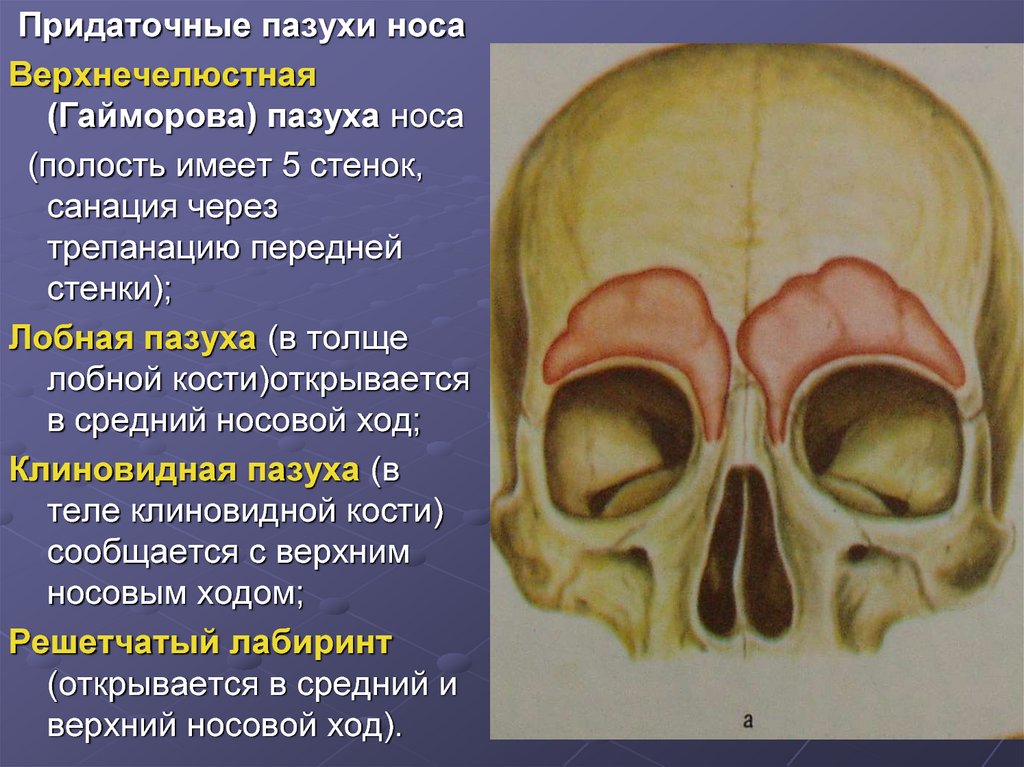 В полости черепа расположен. Решетчатая пазуха носа анатомия. Стенки лобной пазухи анатомия. Топография околоносовых пазух анатомия. Лобная кость носовые кости анатомия.