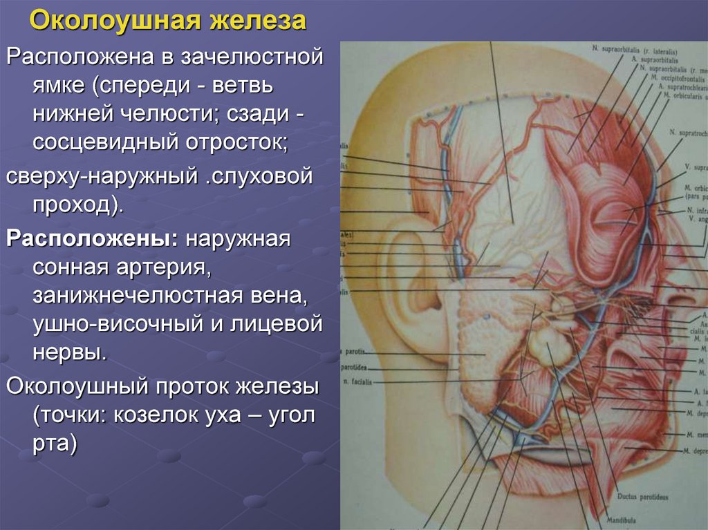 Область околоушной железы. Топография околоушной железы. Околоушной проток анатомия. Топографическая околоушной слюнной железы. Наружная Сонная артерия околоушная железа.
