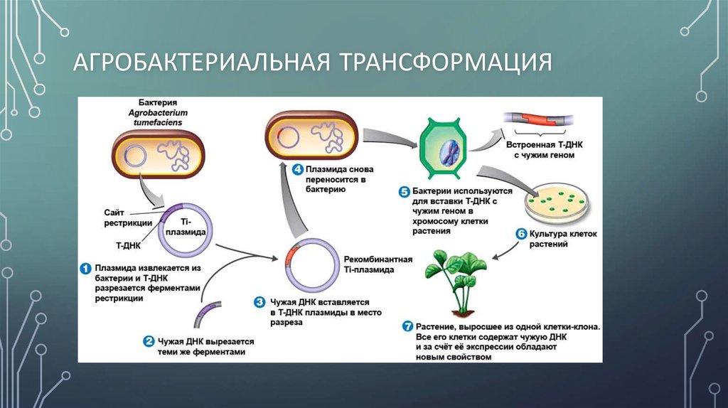 Процесс трансформации бактерий