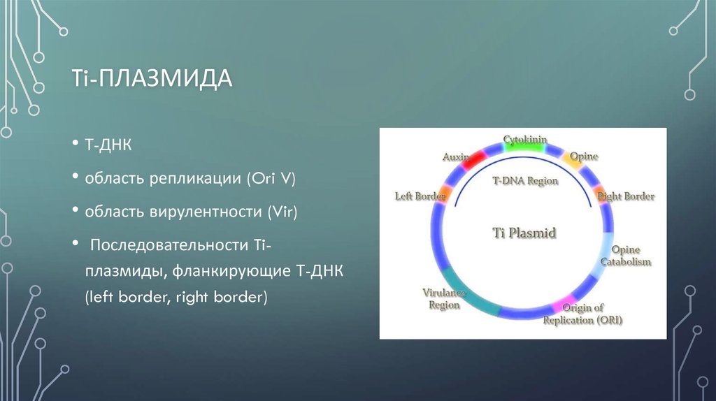 К плазмидам относятся. Строение ti плазмиды. Ti плазмида строение. Плазмида вирулентности. Строение ти плазмиды.