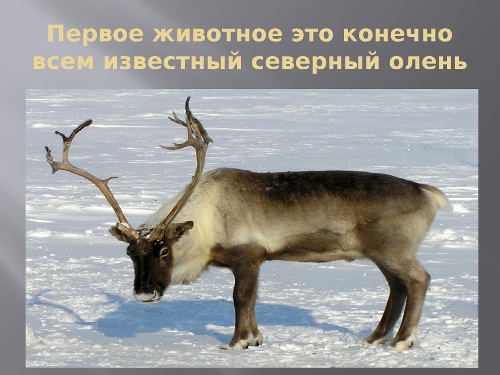 Маленький северный олень как называют. Северный олень в арктической пустыне. Северный олень Vorkuta. Северный олень природная зона. Северный олень природная зона России.