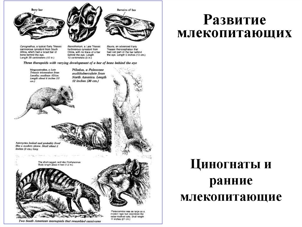 Развитие млекопитающих схема