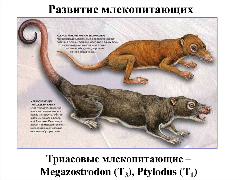 Появление млекопитающих период. Триасовый период первые млекопитающие. Первые млекопитающие. Первый предок млекопитающих. Самые древние млекопитающие.