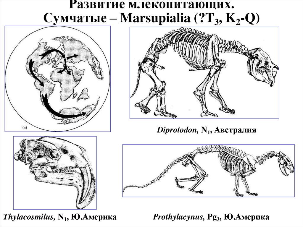 Развитие млекопитающих. Сумчатые (Marsupialia. Эволюция сумчатых млекопитающих. Сумчатые размножение и развитие. Цикл развития млекопитающих.