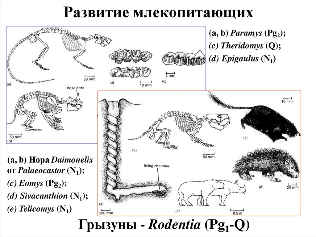 Развитие млекопитающих. Эволюция млекопитающих кратко. Развитие млекопитающих схема. Этапы эволюции млекопитающих. Млекопитающие Эволюция развития схема.