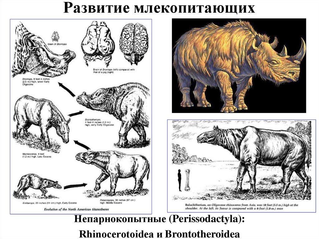 Развитие млекопитающих схема