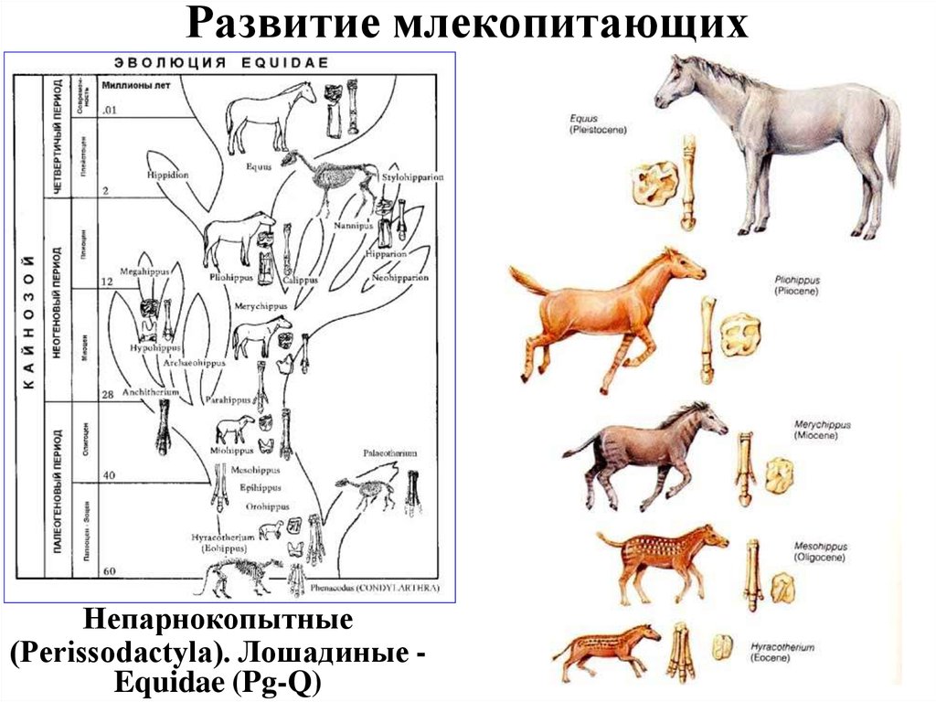 Схема годового цикла млекопитающих