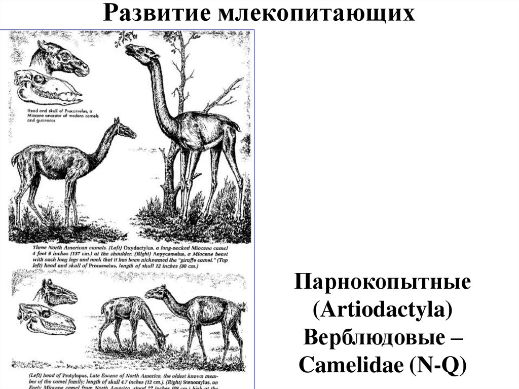 Развитие млекопитающих