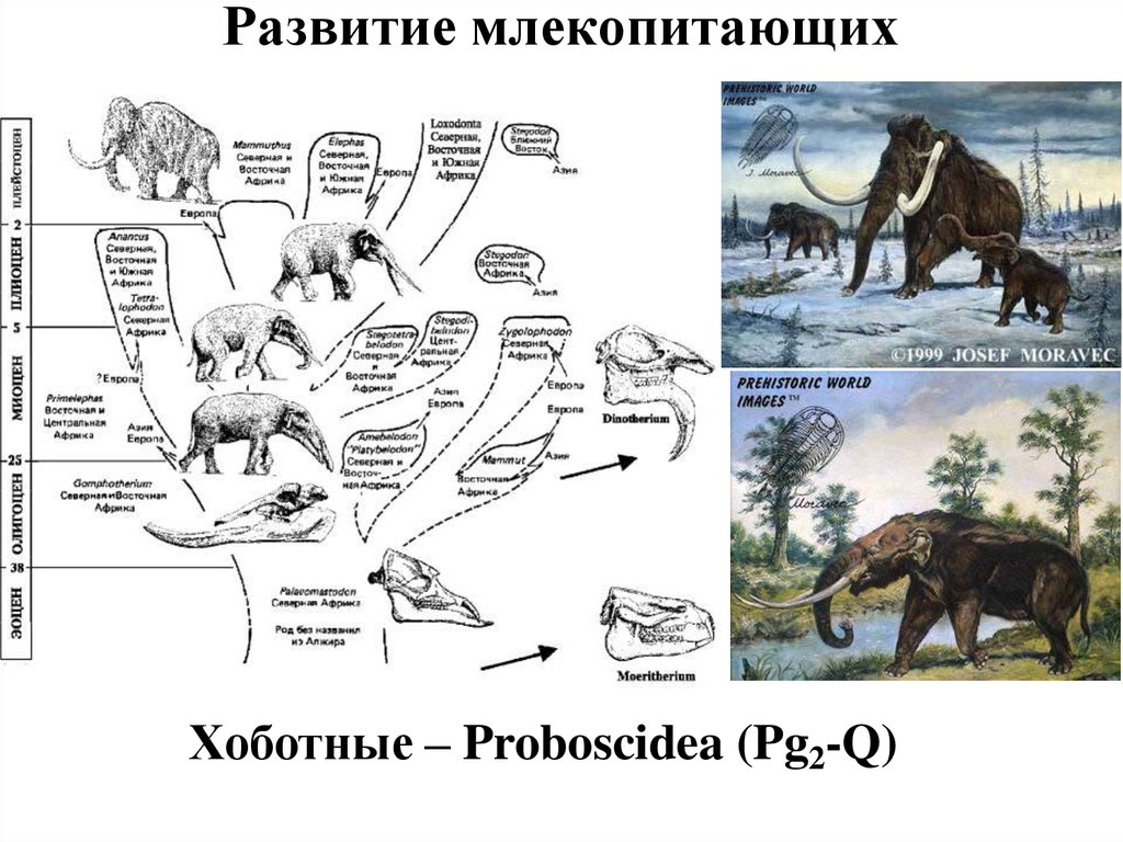 Эволюция млекопитающих схема