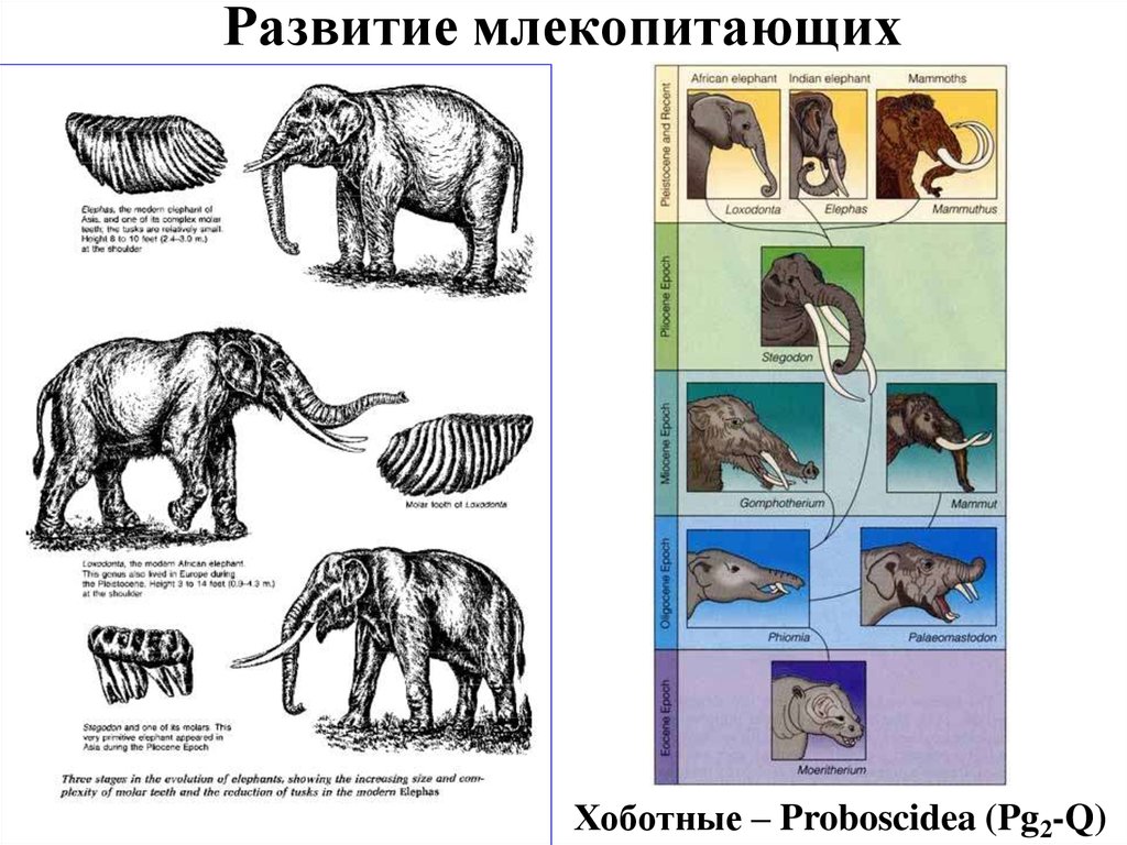 Развитие млекопитающих схема