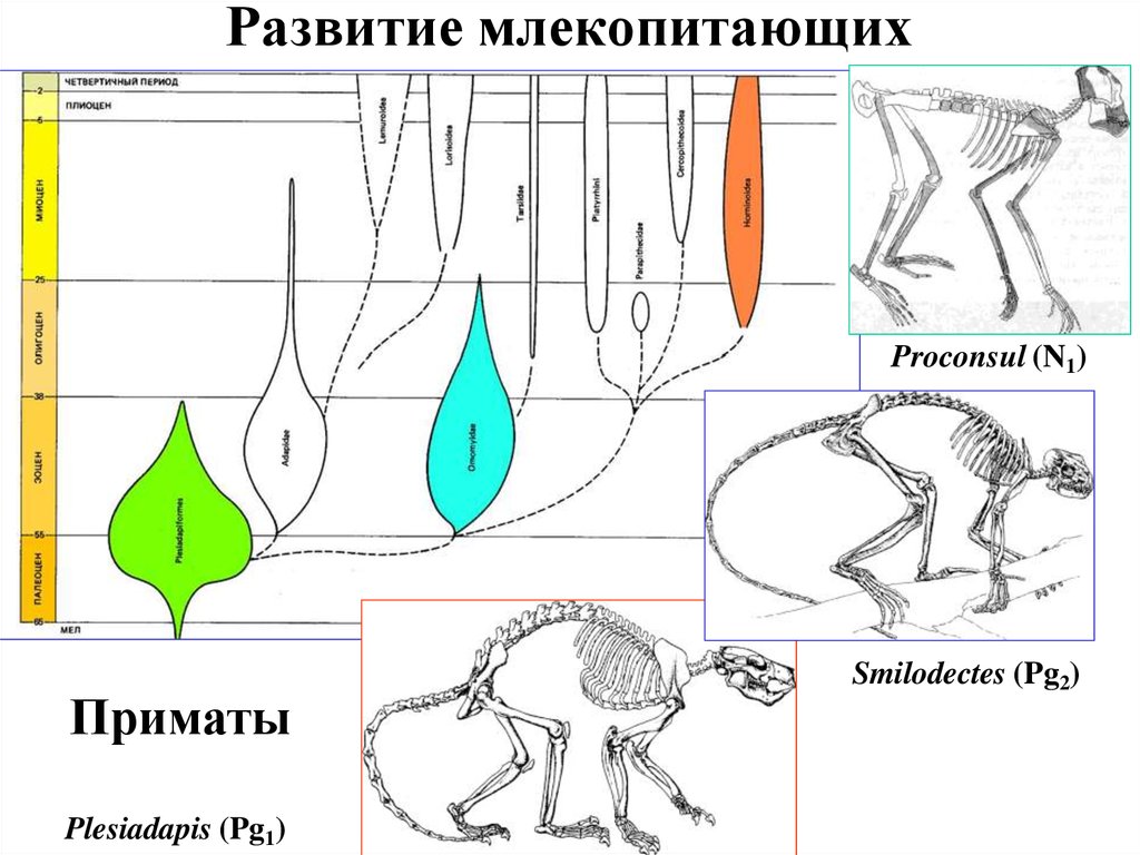 Эволюция млекопитающих схема