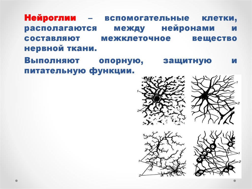 На схеме представлены клетки нейроглии первый тип клетки цилиндрической формы с ресничками