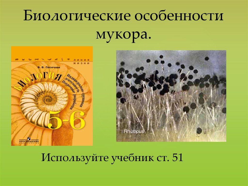 Мукор консумент. Биологические особенности мукора. Особенности биологии мукора. Мукор биологические особенности. Мукор продуцент.