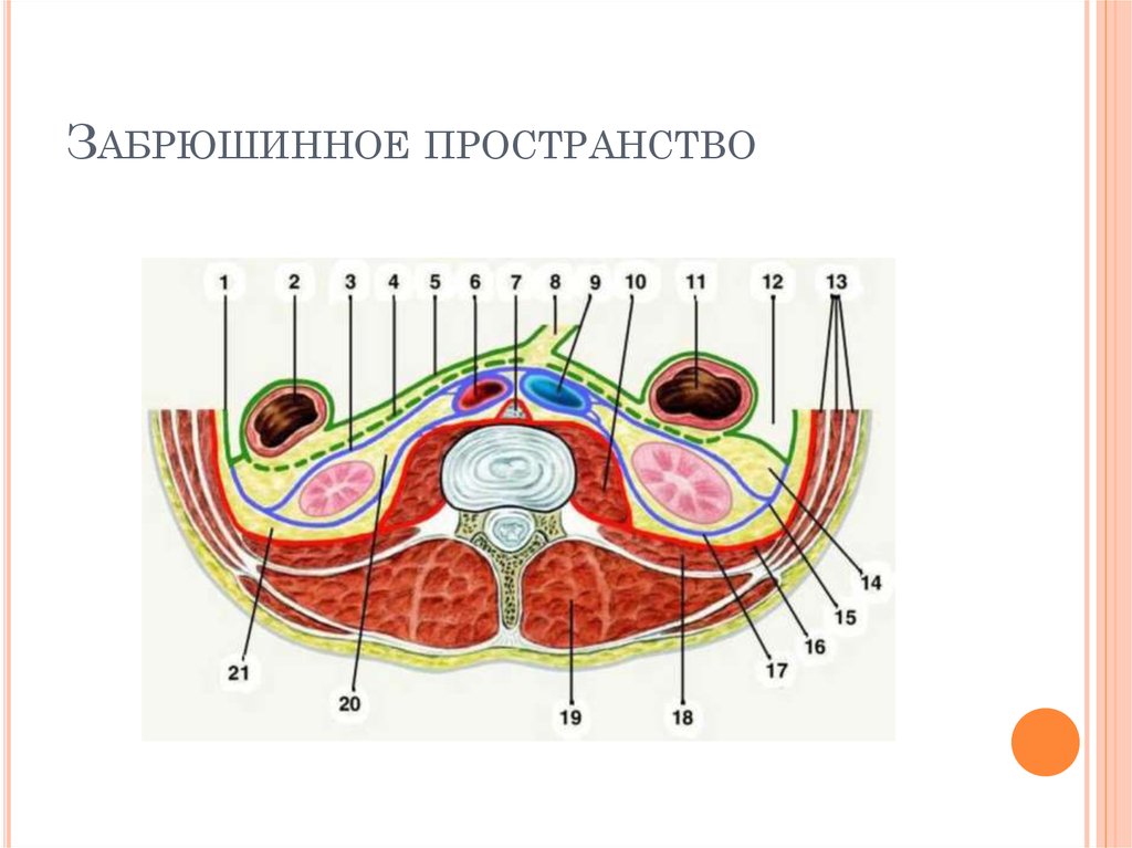 Сагиттальный и поперечный распил забрюшинного пространства схема