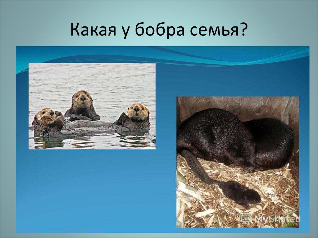 Какая у бобра семья?