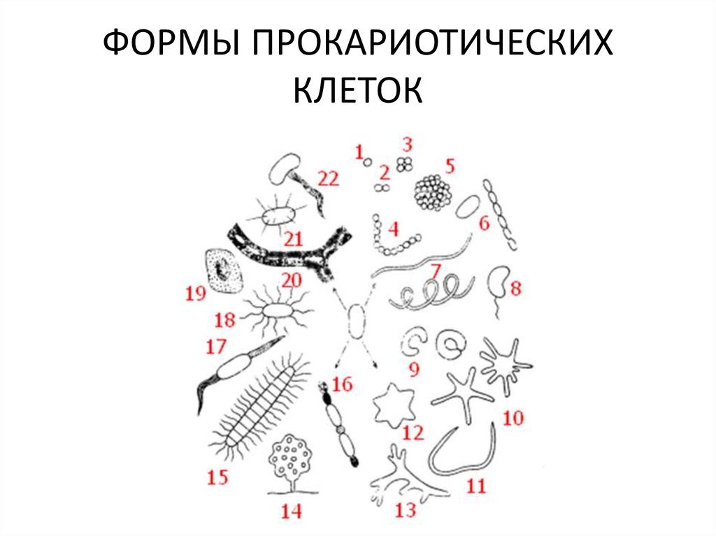 ФОРМЫ ПРОКАРИОТИЧЕСКИХ КЛЕТОК