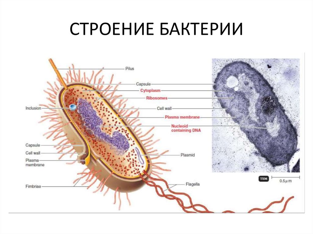 Презентация бактерии егэ