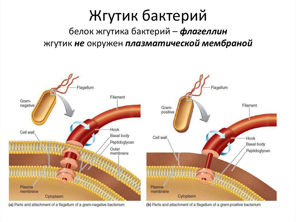 Жгутик бактерий белок жгутика бактерий – флагеллин жгутик не окружен плазматической мембраной