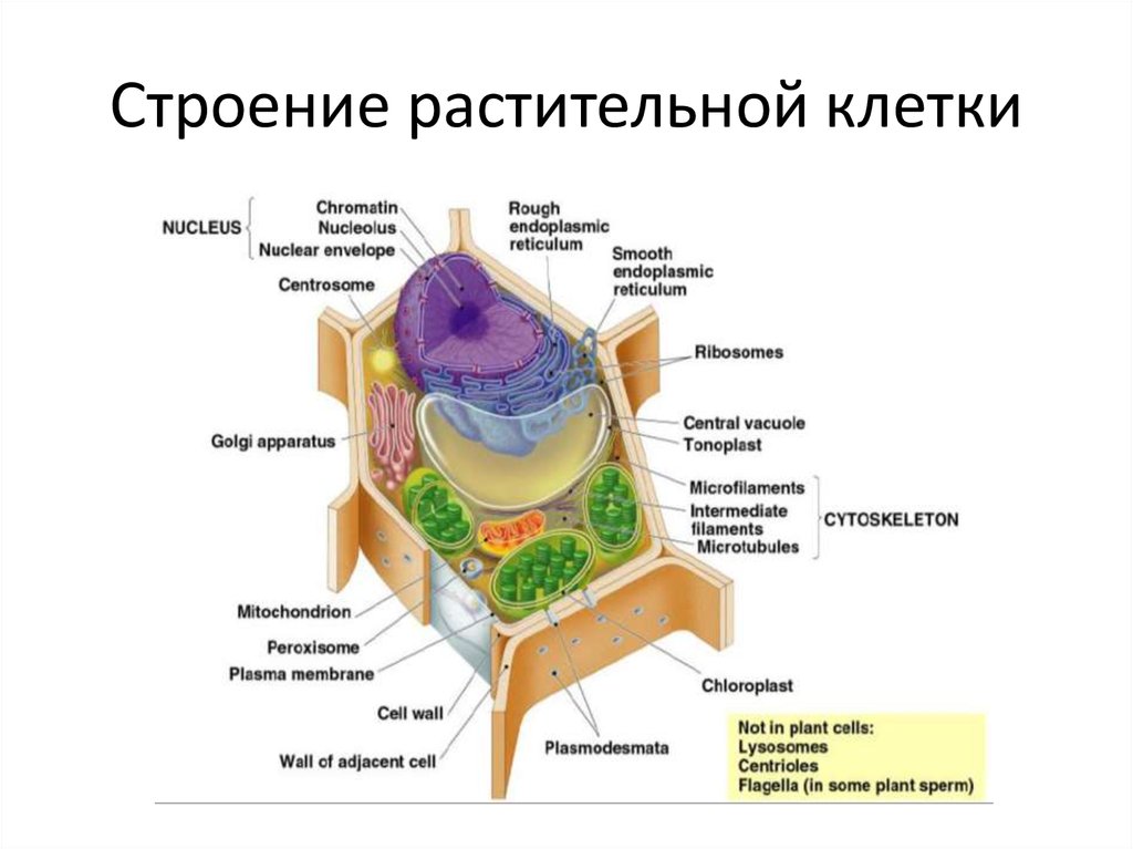 Строение растительной клетки