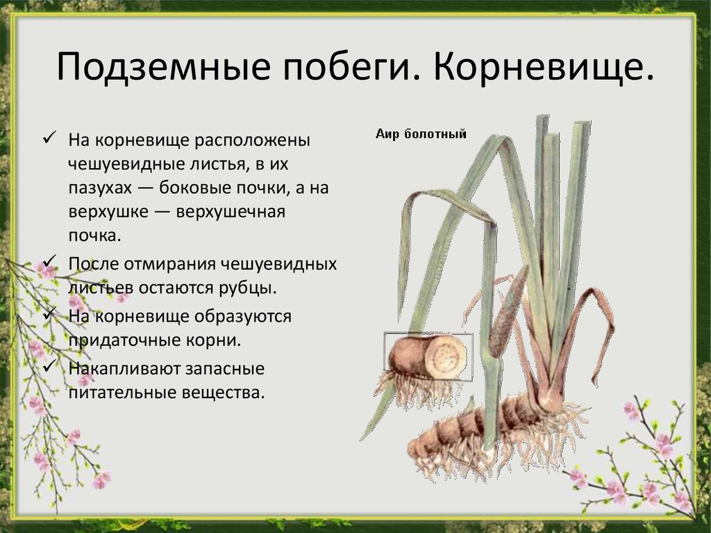 Докажите что корневище это побег. Пономарева 6 класс корневище подземные побеги. Подземное корневище. Побег корневище. Все подземные побеги.