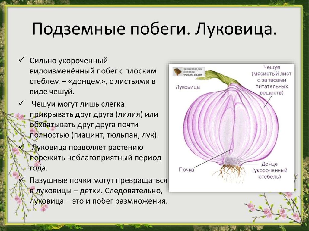 Донце луковицы это видоизмененный. Видоизмененный укороченный подземный побег.. Луковица гиацинта это видоизмененный побег. Луковица подземный побег. Луковица видоизмененный побег.