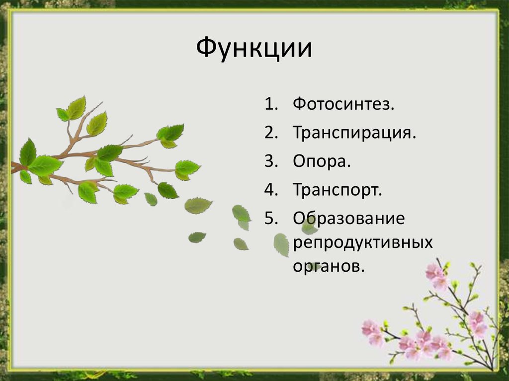 Функции цветковых растений