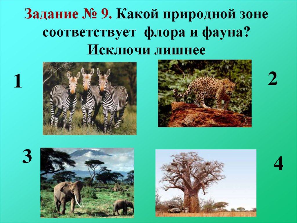 Африки животный география. Природные зоны Флоры и фауны. Фауна Африки презентация.