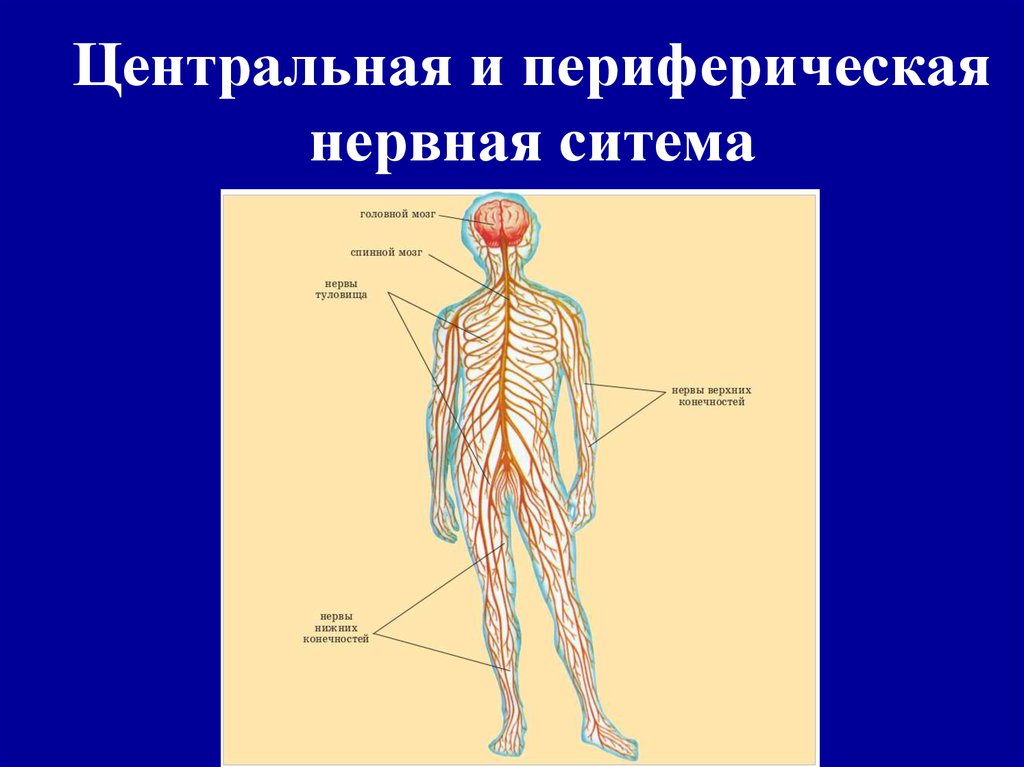 Название органа периферической нервной системы человека. Общий план строения нервной системы. Центральная и периферическая нервная система. Общий план строения периферической нервной системы. Схема нервной системы человека Центральная и периферическая.