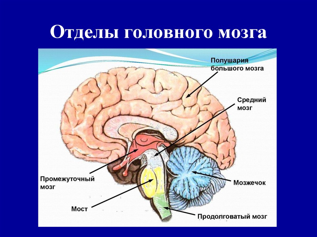 Какие отделы включает головной мозг. Строение отделов головного мозга. Отделы головного мозга продолговатый мозг анатомия. Пять основных отделов головного мозга. Продолговатый задний средний промежуточный конечный мозг.