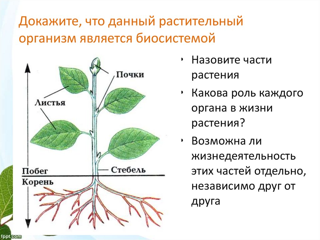 Тела растений имеет строение