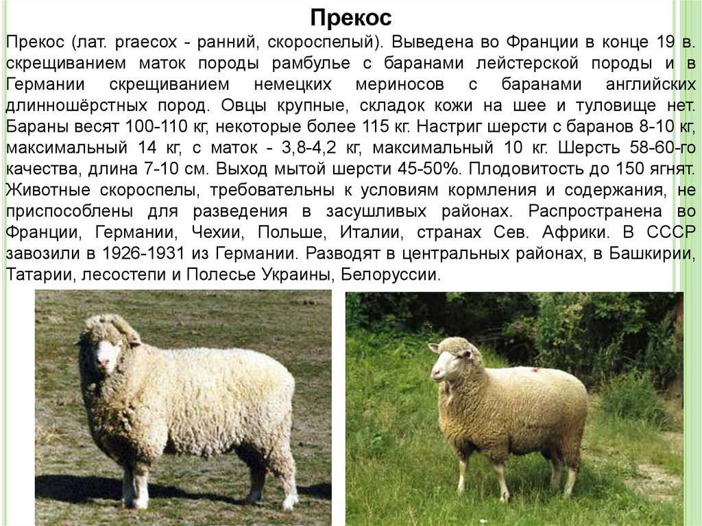 Какой вес барана. Романовская порода овец вес. Романовская порода овец плодовитость. Бараны Романовской породы характеристика. Романовская порода породы овец.