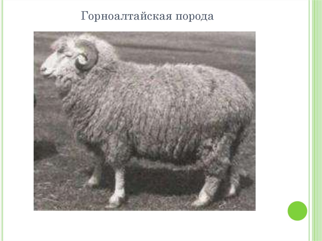 Купить алтайских овец. Горноалтайская порода овец. Алтайская тонкорунная порода овец. Горно Алтайская порода овец. Алтайская порода овец полугрубошерстная.