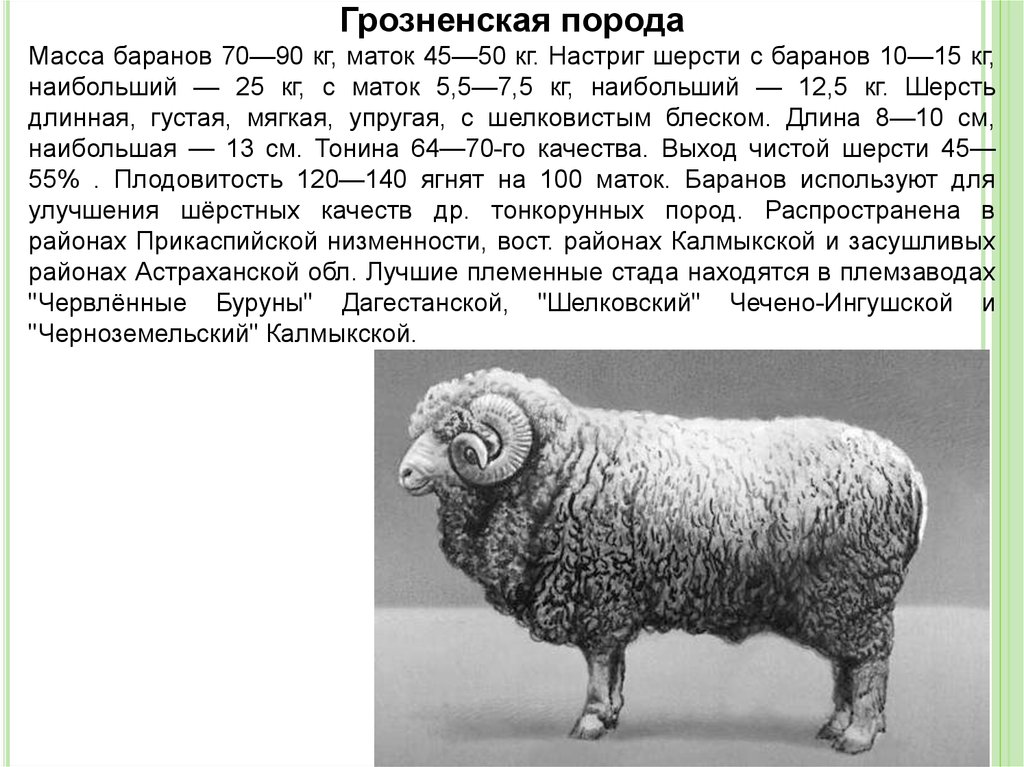 Какой вес барана. Грозненская тонкорунная порода овец. Порода овец жирохвостые. Грозненская порода овец направление продуктивности. Куйбышевская порода тонкорунных овец.