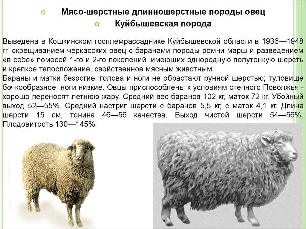 Сколько вес барана. Овца с ягненком Куйбышевской породы. Куйбышевская порода Баранов. Овцеводство породы овец. Мясо-шерстные породы овец.
