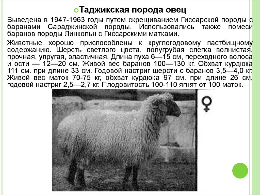 Живой вес овец. Гиссарская порода овец вес. Гиссарская порода Баранов вес. Таджикская гиссарская порода Баранов. Сараджинская порода овец.