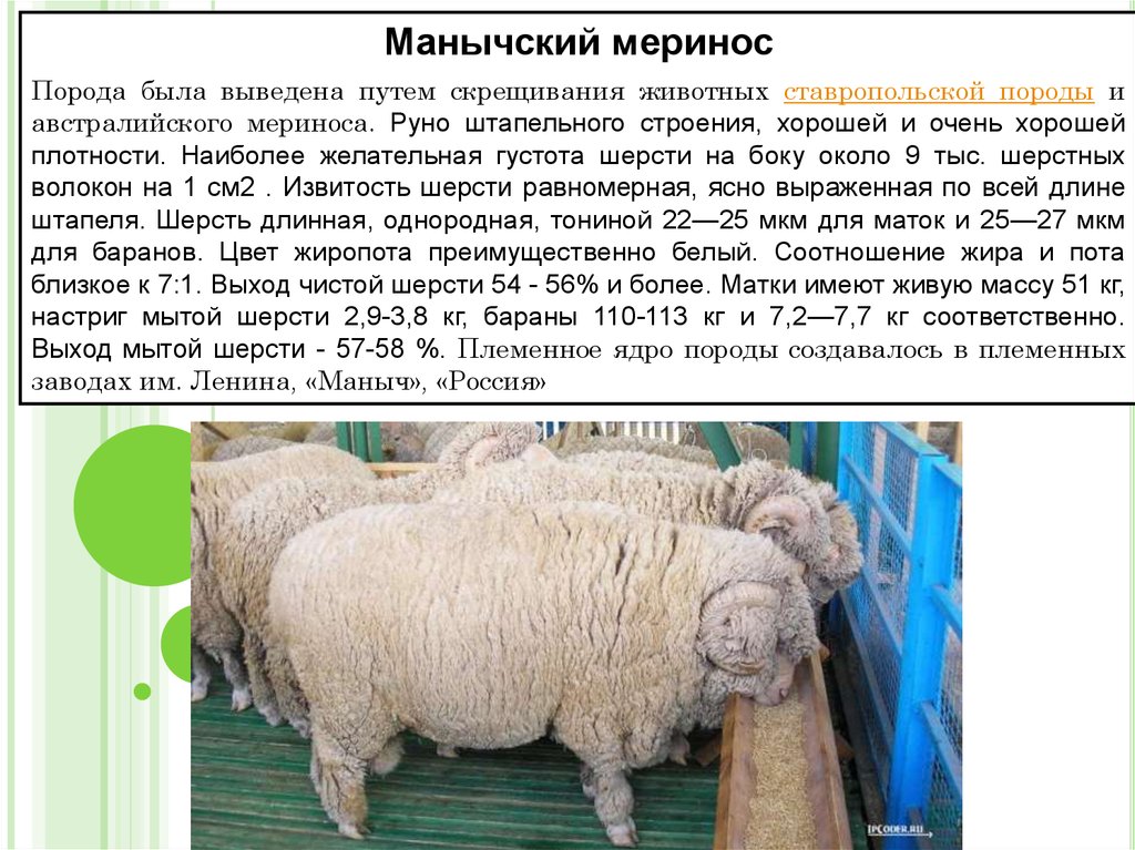 Сколько вес барана. Манычский меринос порода овец. Мериносы порода овец вес. Порода Баранов меринос. Ставропольский меринос порода овец.