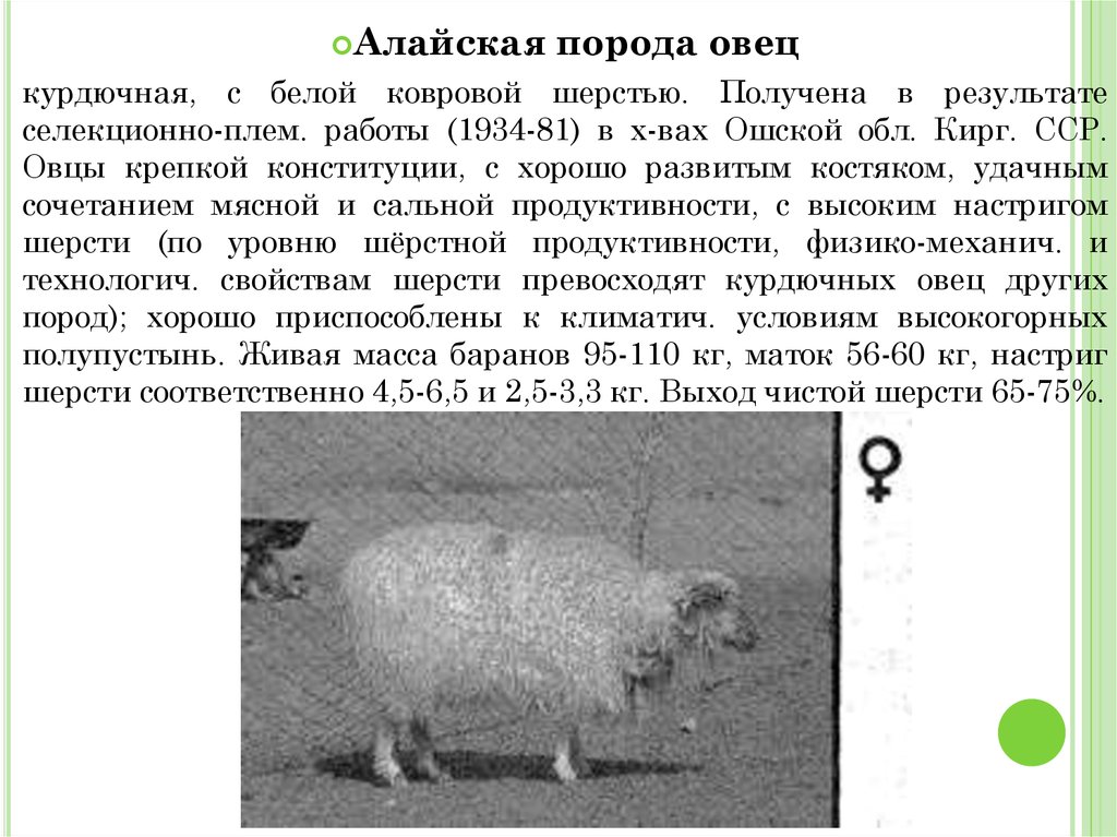 Живой вес овец. Алайская полугрубошерстная порода овец. Алтайская порода овец Живая масса. Алтайская порода овец характеристика. Породы овец презентация.