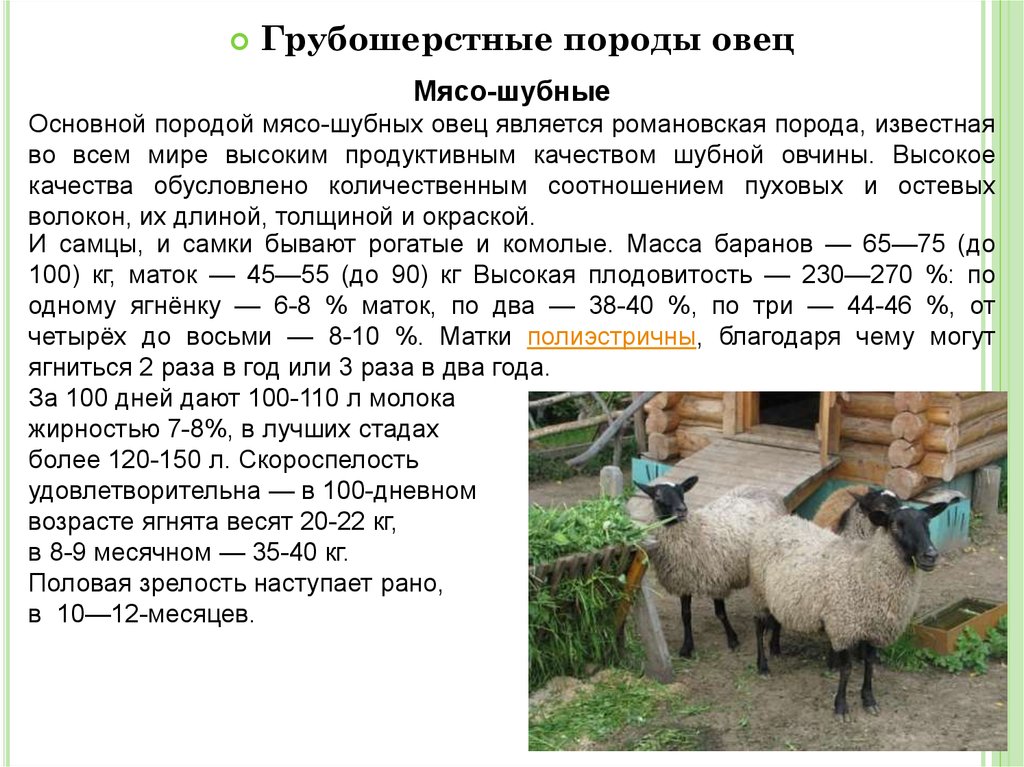 Сколько вес барана. Романовская порода породы овец. Грубошерстные породы овец Романовская. Овцы Эдильбаевской породы характеристика. Вес барана Романовской породы в 1 год.