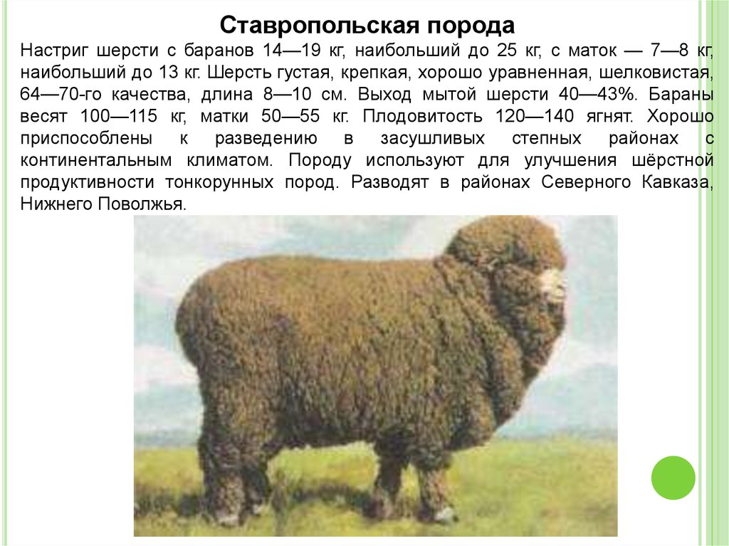 Сколько вес барана. Настриг Ставропольской породы овец. Ставропольская порода Баранов. Ставропольская порода овец. Порода Баранов большого веса.