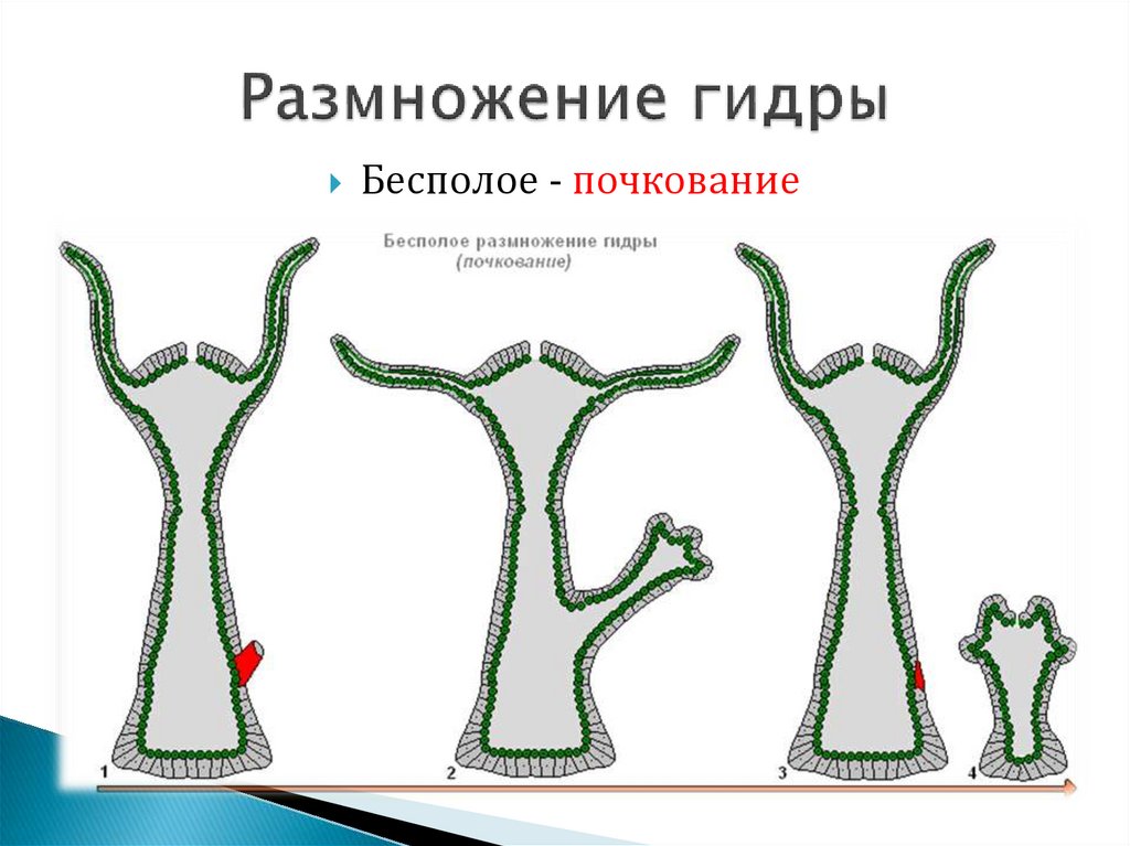 Какой способ размножения изображен на рисунке гидры