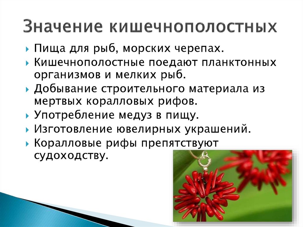 Значение кишечнополостных в природе и в жизни человека схема