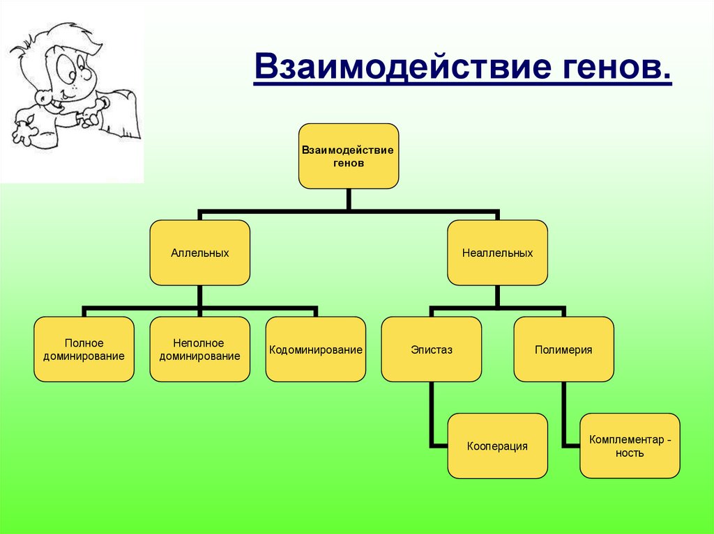 Взаимодействие доклад. Взаимодействие неаллельных генов кооперация. Кооперация это взаимодействие аллельных генов. Кооперация биология генетика. Кооперация в генетике примеры.