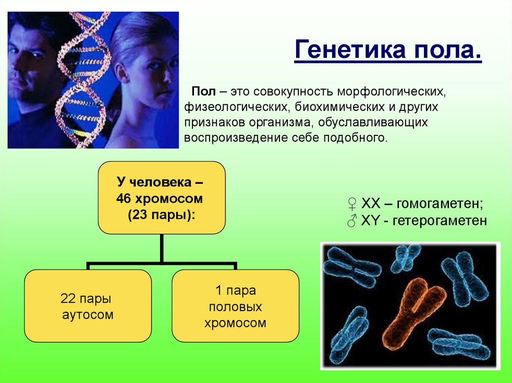 Реферат: Генетика как наука о законах наследственности и изменчивости живых организмов