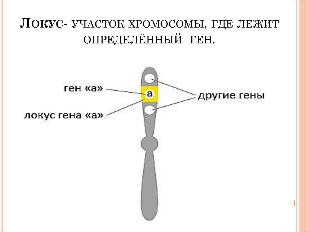 Ген аллель хромосома. Локусы хромосом. Локус. Локус это в генетике. Ген хромосома Локус.