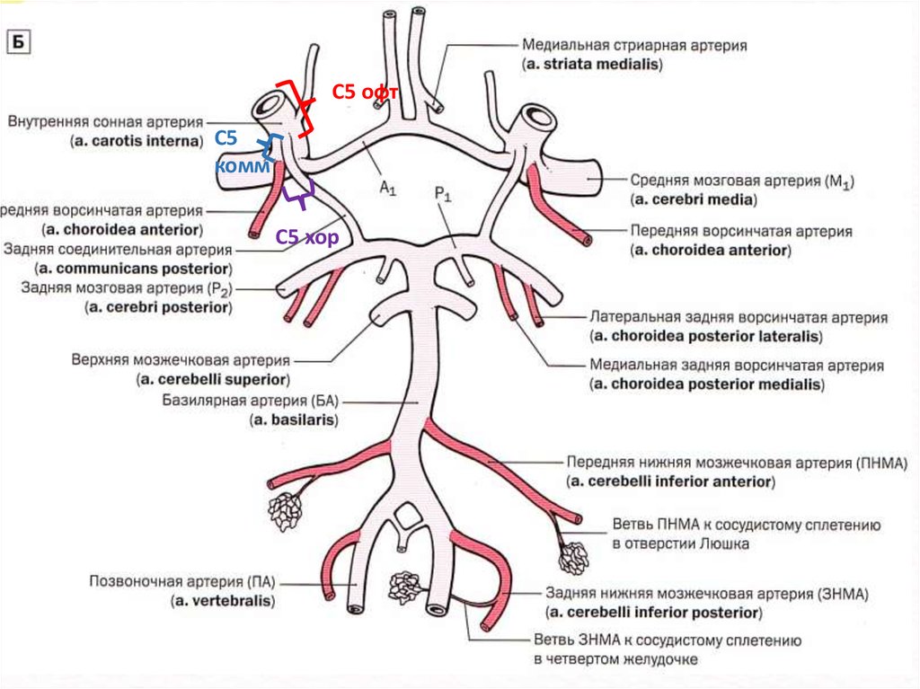 Правая задняя трифуркация. Сегменты артерий головного мозга схема. Ветви средней мозговой артерии схема. Виллизиев круг сегменты мрт. Внутренняя Сонная артерия схема.