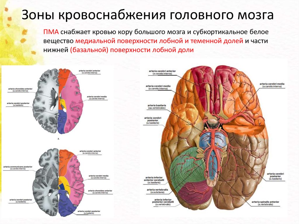 Поступление крови в мозг. Бассейны мозговых артерий схема. Бассейны кровоснабжения головного мозга кт схема. Бассейн кровоснабжения передней мозговой артерии. Зоны кровоснабжение головного мозга схема.