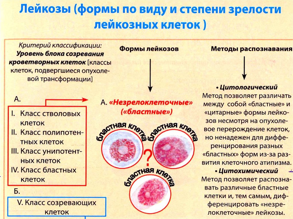 Лейкоз патофизиология презентация