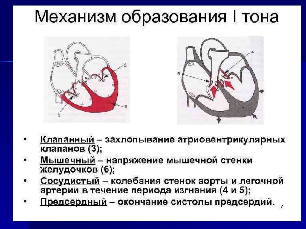 Какой клапан находится на границе левого желудочка. Механизм образования тонов сердца. Механизм образования первого тона сердца. Механизм образования первого и второго тона сердца. Механизм образования 1 и 2 тонов сердца.