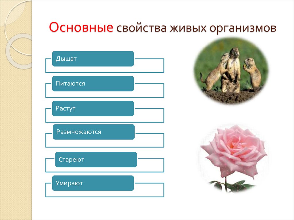 Какое свойство живого отражает данный рисунок сова